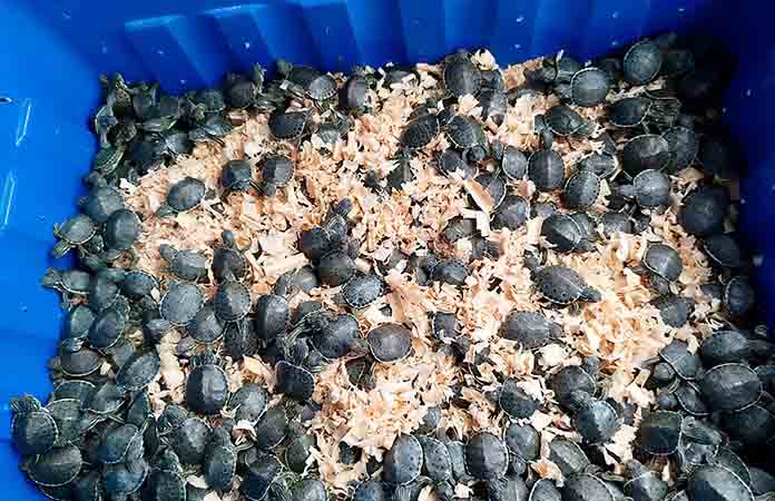 Frenan contrabando de crías de tortuga