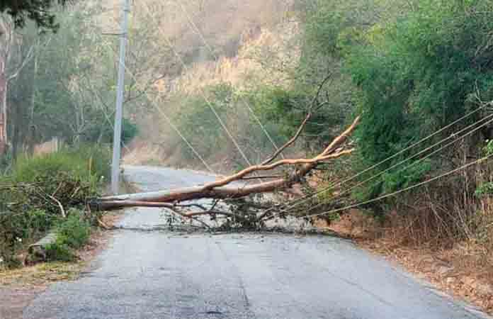 Se desploma árbol y obstruye camino