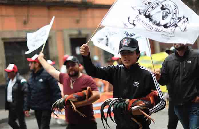 Marchan en defensa de peleas de gallos