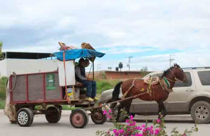 Recolectores tendrán que sustituir animales