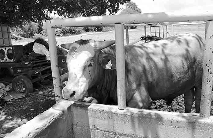 Crearían centro de acopio de leche