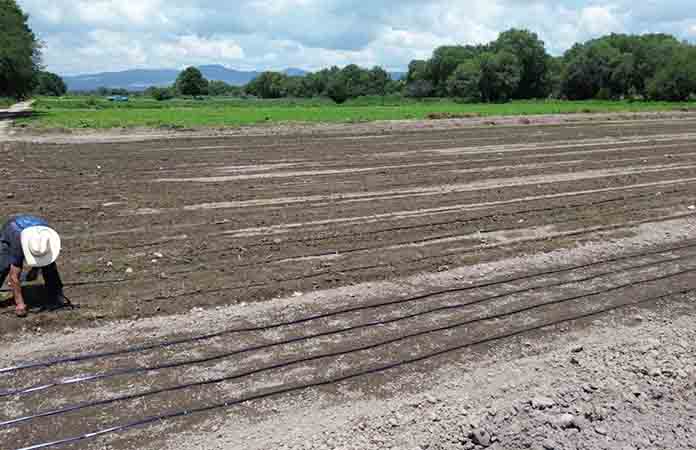 Lluvias traen beneficios a la producción forrajera