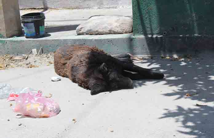 Investiga la FGE el maltrato animal