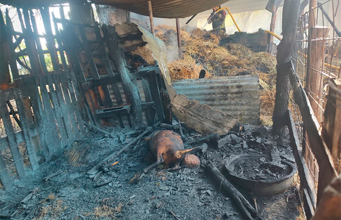 Mueren animales calcinados en incendio