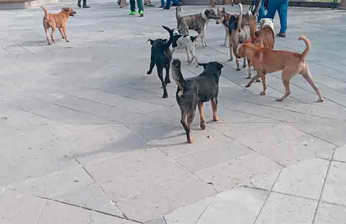 Vecinos demandan una razzia canina