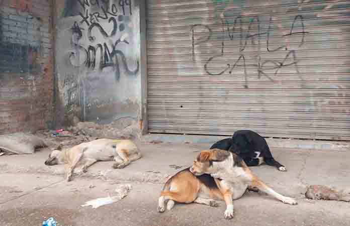 Jaurías de perros aumentan y nadie se responsabiliza