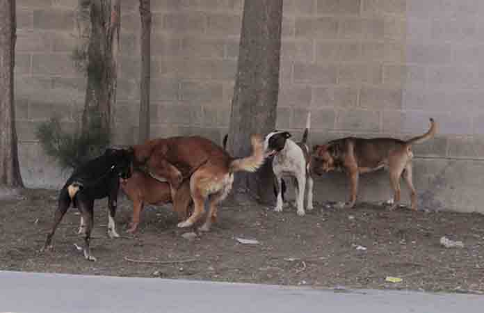 Promueven adopción de mascotas en Pozos