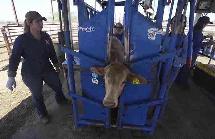 Ganaderos critican medidas por GBG