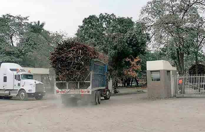 Por fin inicia la zafra en el IPA