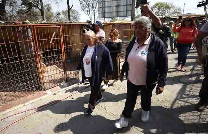 Animalistas recuperan su refugio en CDMX