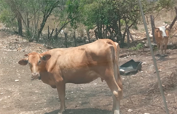 Confirman casos de rabia bovina