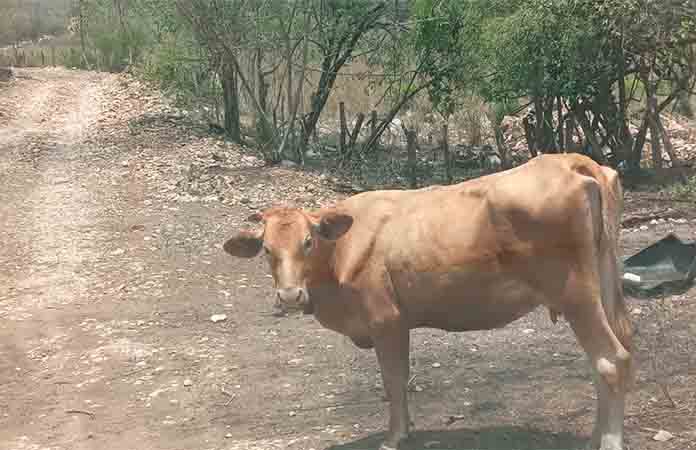 Donan vacuna para prevenir rabia bovina