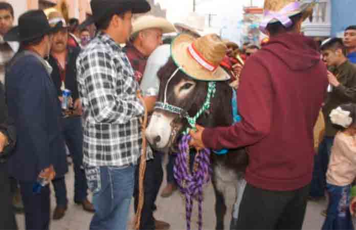 Hoy callejoneada con burro Rufino