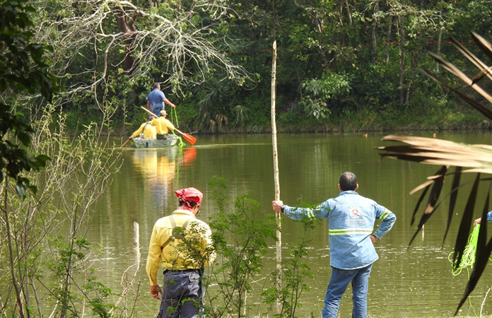 Un riesgo, dos cocodrilos en una laguna de La Pila