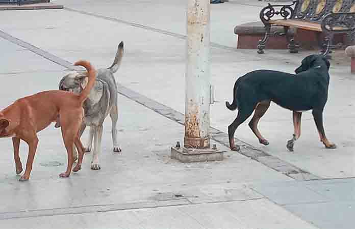 Perros callejeros, un riesgo de salud pública