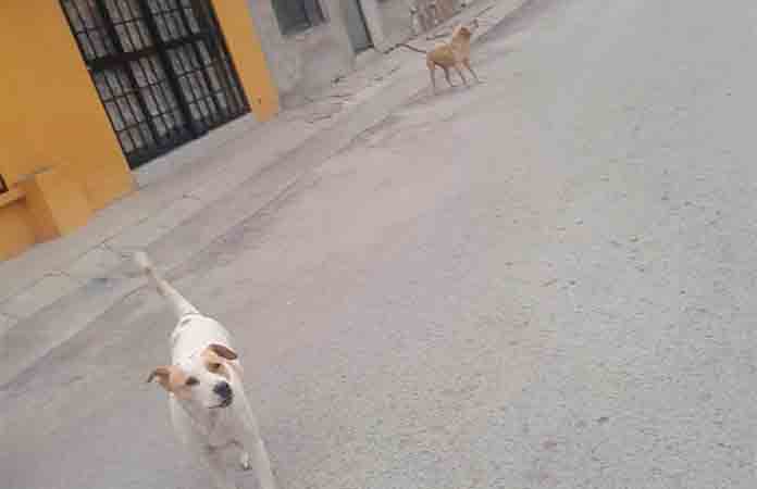 Perros callejeros atacan a una niña