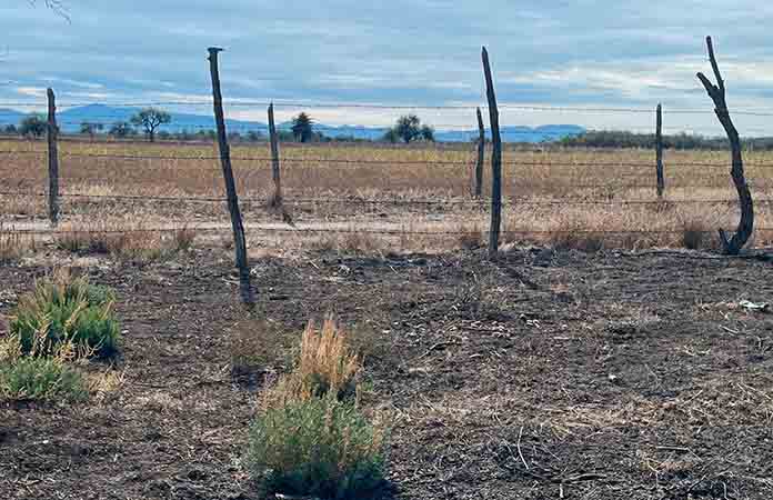 Plaga de jabalíes acaba con cosecha de maíz y calabaza