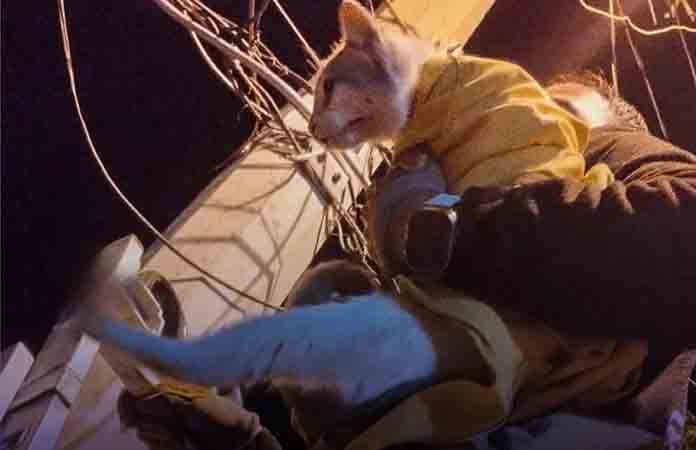 Rescatan bomberos gato atorado en un poste de luz