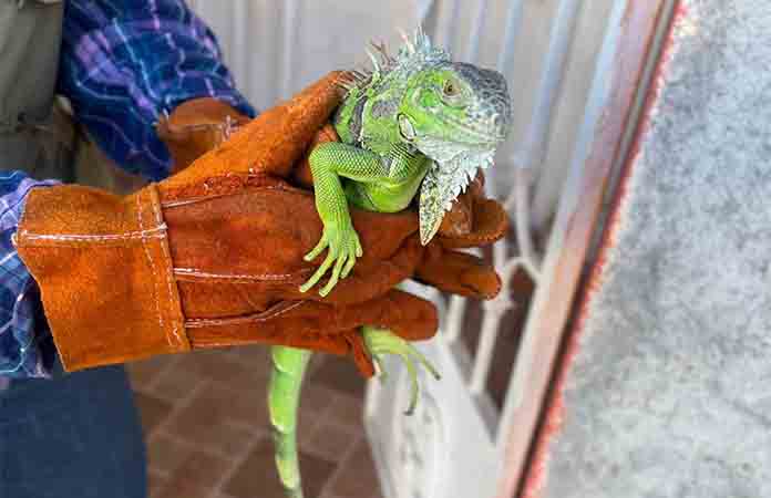 Rescatan elementos de PC una iguana