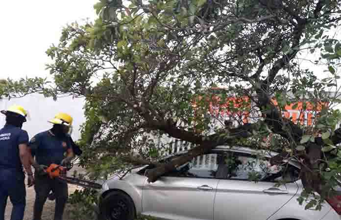 Frente frío 32 causa caídas de árboles