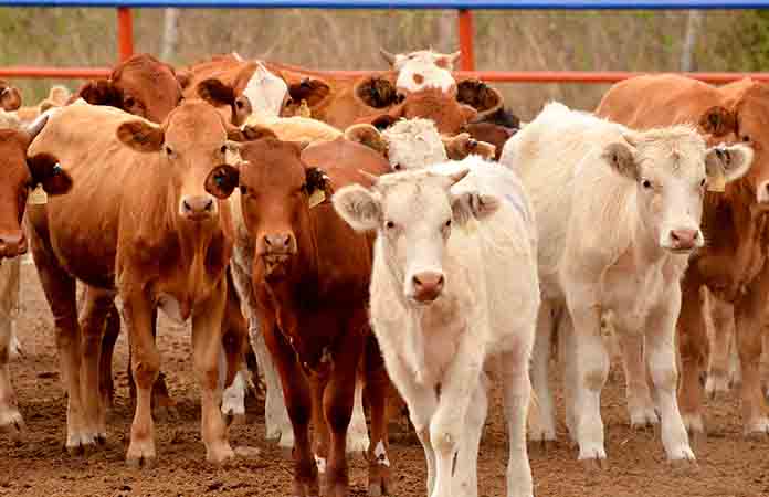 Piden a los ganaderos vacunar sus animales