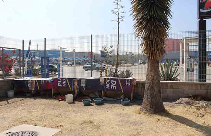 Reaparecen seis de los canes extraviados