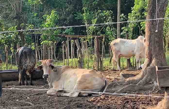 Gobierno refuerza las acciones contra GBG