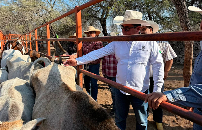 Vacunan ganado contra la rabia
