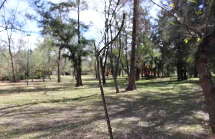 Viento tiró árboles en los Tangamanga