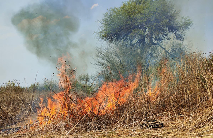 Voraz incendio arrasa con pastizal y matorrales