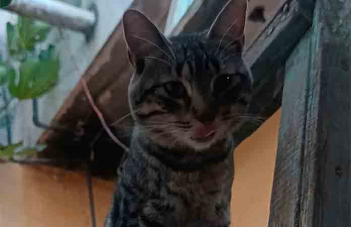 Promueven la adopción de gatos