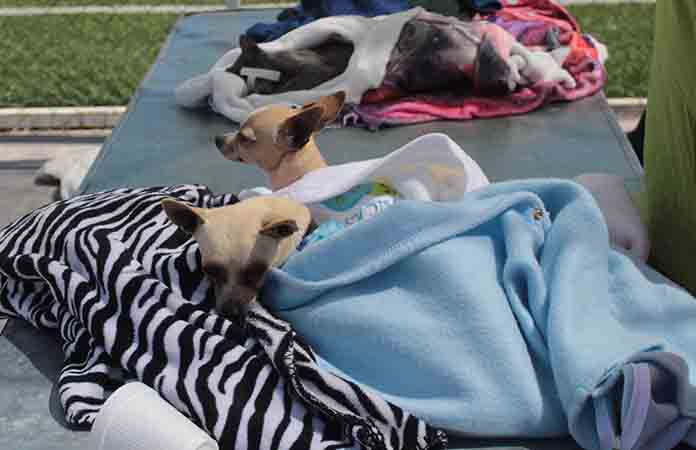 Campaña antirrábica aplica 50 dosis diarias