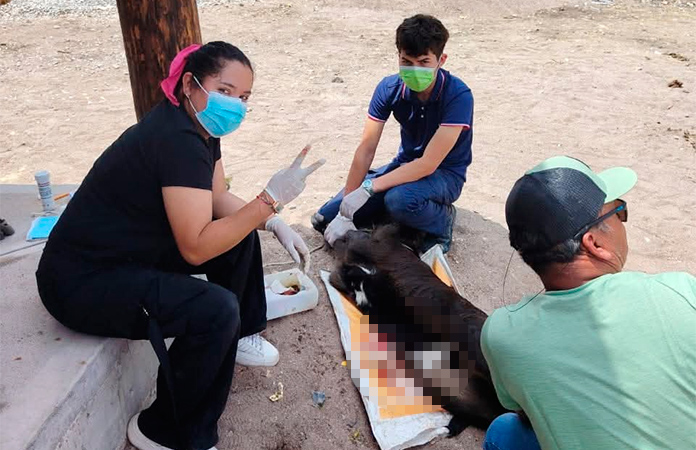 Detectan otro caso de miasis