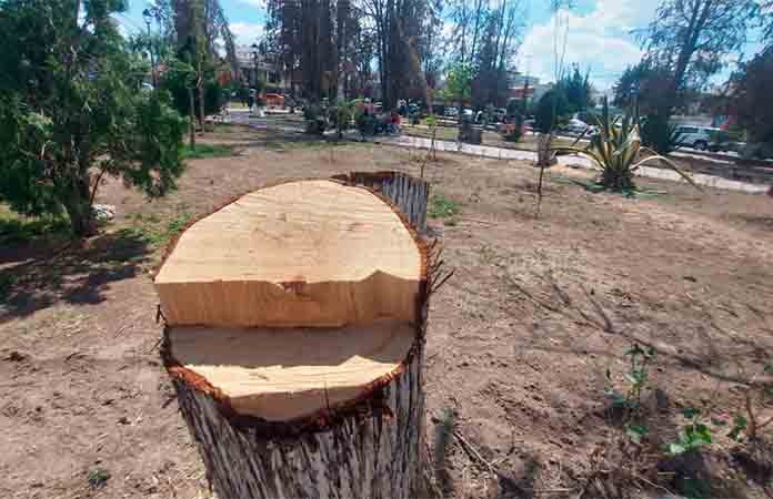 Persiste la tala de árboles en Soledad