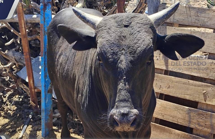 Recuperan semental robado en Villa de Zaragoza