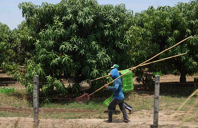 El uso de plaguicida desata daño ambiental