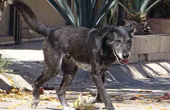 Mantienen asegurados 70 canes en el CIBA