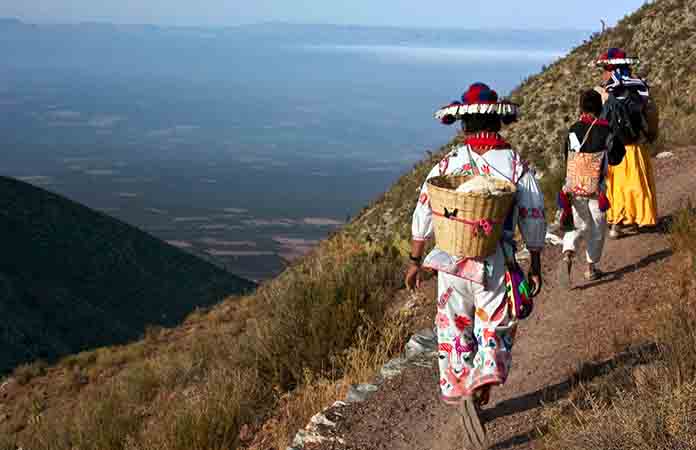 Wixárikas apelarán el fallo…¡a su favor!