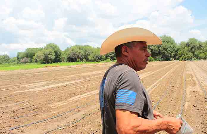 Altas temperaturas disminuirían la producción en el campo