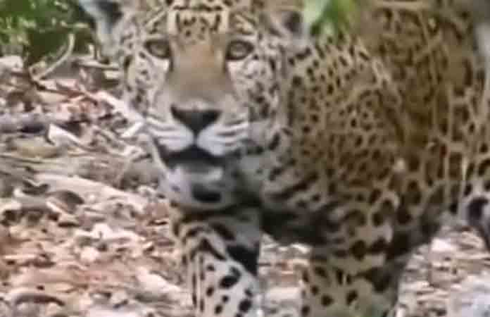 Joven se topa con un jaguar