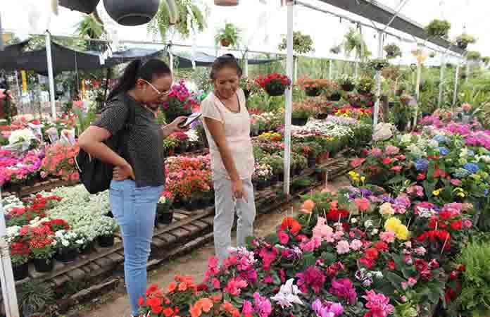 Viveros ofrecen gran variedad de plantas para regalar a mamá