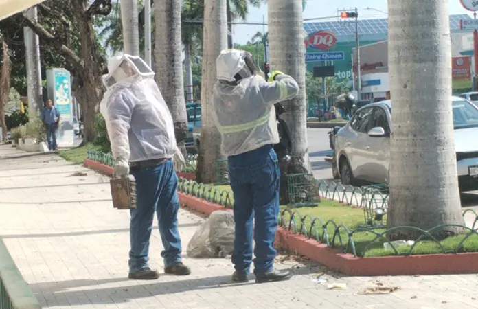 Ataca enjambre de abejas a personas