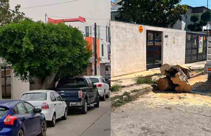 Trabajadotes de SGS talan árbol de la capital