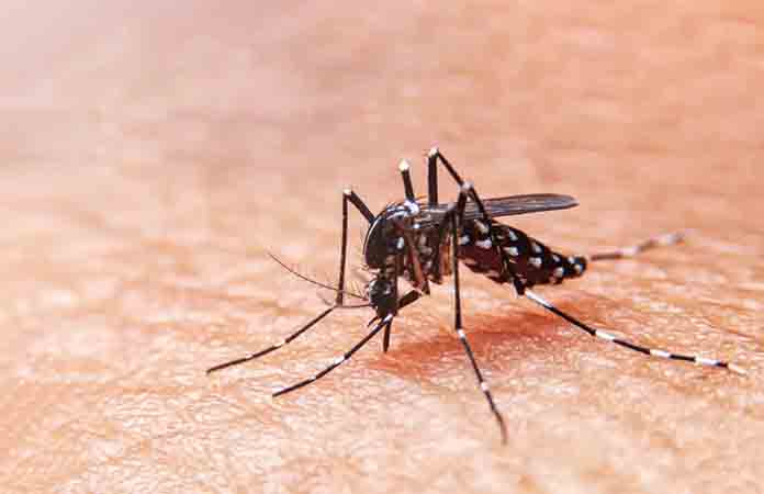 Analizan probablesmuertes por dengue