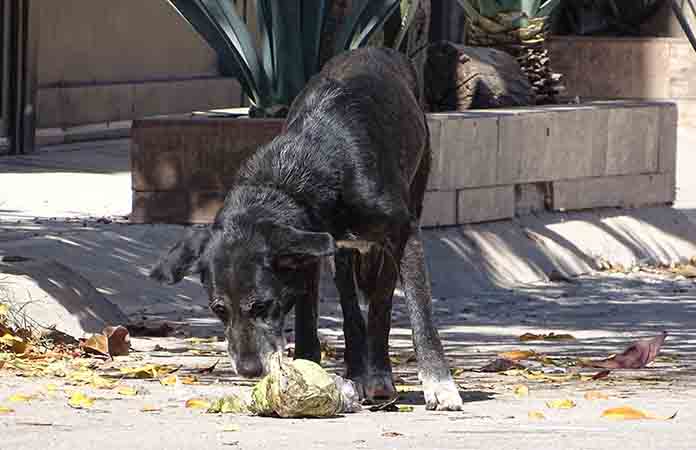 Atentar contra la vida humana o animal es grave