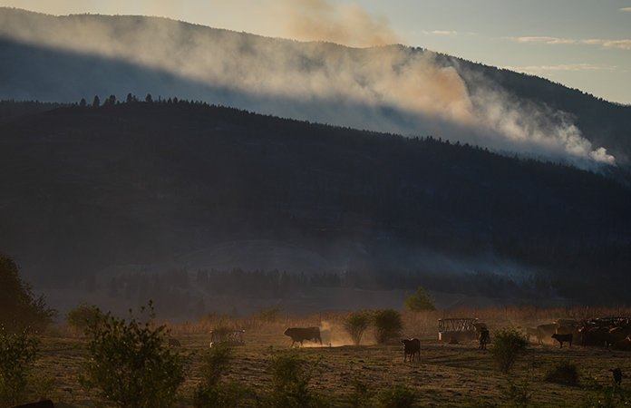 Incendio forestal destruye 230 casas