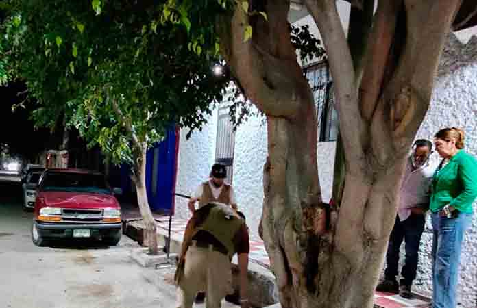 Árbol a punto colapso, un peligro