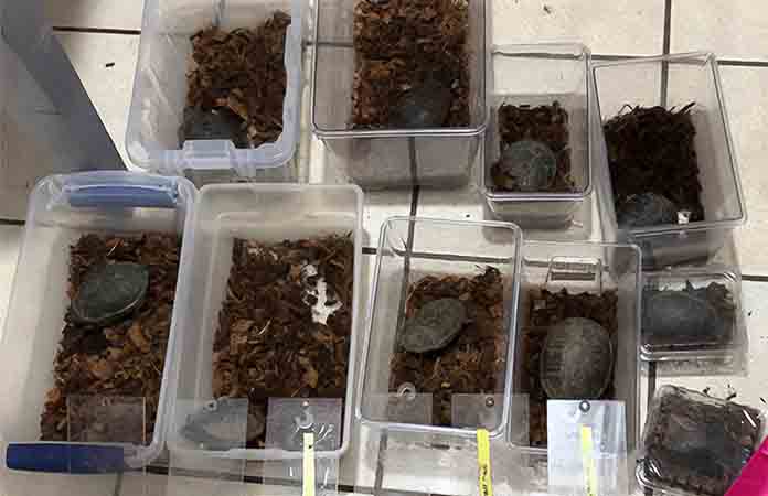 Aseguran tortugas y tarántulas en autobús