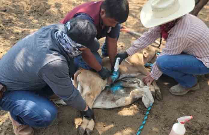Gran mortandad de ganado por gusano barrenador