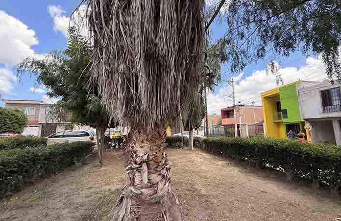 Retiran árboles en riesgo para evitar accidentes